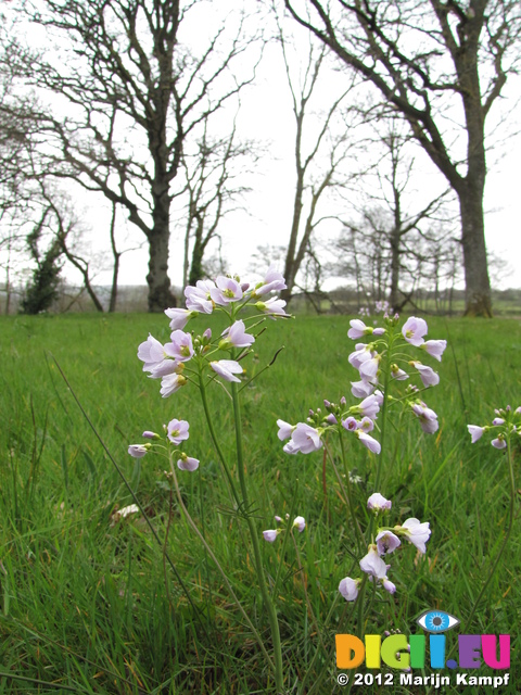 SX22054 Small pink flowers Cuckooflower (Cardamine pratensis)